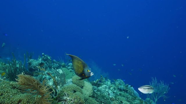 Seascape of coral reef / Caribbean Sea / Curacao with various hard and soft corals, sponges and french angelfish