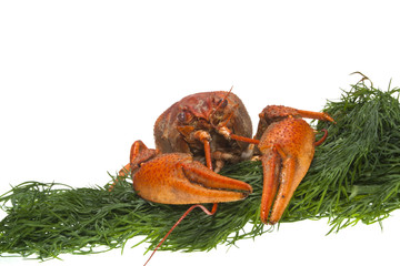 crayfish isolated on white background