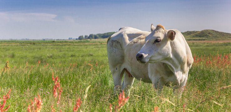 Piemontese cow in a colorful meadow on Texel Island, The Netherlands