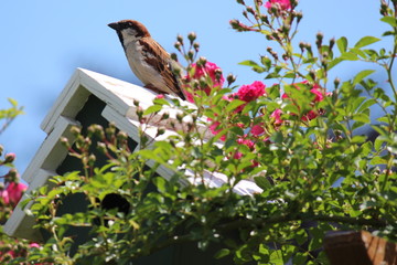 Bird and Flowers