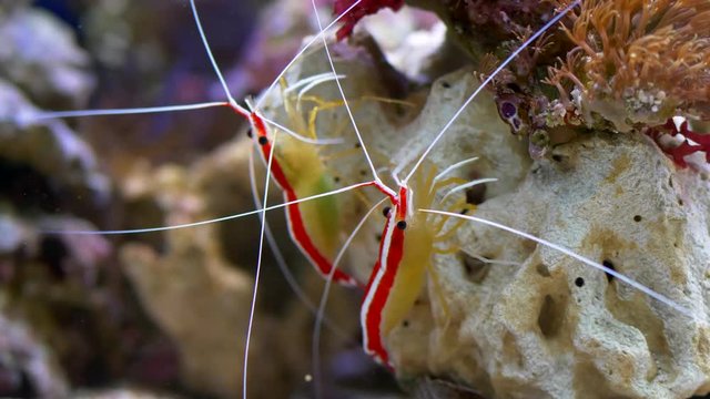 Pacific cleaner shrimp (Lysmata amboinensis)