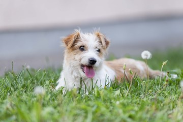 terrier dog puppie lying down in grass