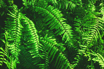 Fresh green fern leaves background