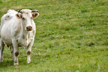  white cow  in the field  in center of  France
