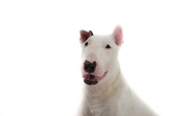 Naklejka na ściany i meble Bull terrier dog isolated against white background
