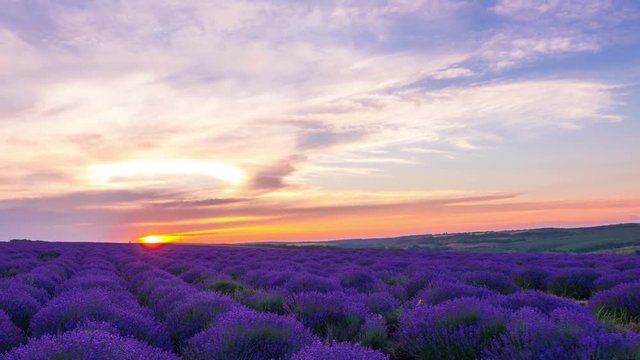 Time Lapse Of Sunset Over A Field Of Lavender.