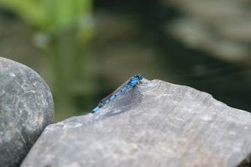 Libelle Azurjungfer