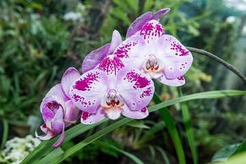 Surprising in their beauty, flowering multicolored orchids grow in the orchidarium.