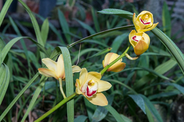Surprising in their beauty, flowering multicolored orchids grow in the orchidarium.