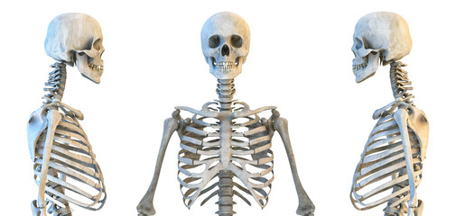 Human skull and rib cage skeleton anatomy set. Skeletal bones, lateral and anterior view. Educational medicine poster. 3D illustration - obrazy, fototapety, plakaty