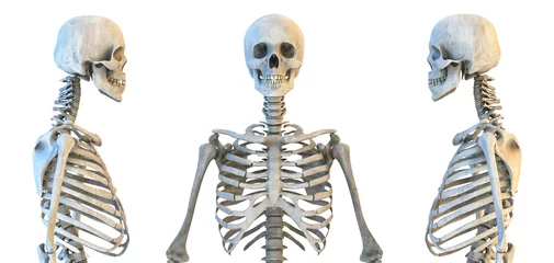 Fotobehang Human skull and rib cage skeleton anatomy set. Skeletal bones, lateral and anterior view. Educational medicine poster. 3D illustration © Corona Borealis