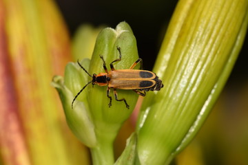 macro, firefly, Virginia, Roanoke, lightning bug, insect, bug, flower, nature, beauty, wildlife, outdoors, science, 