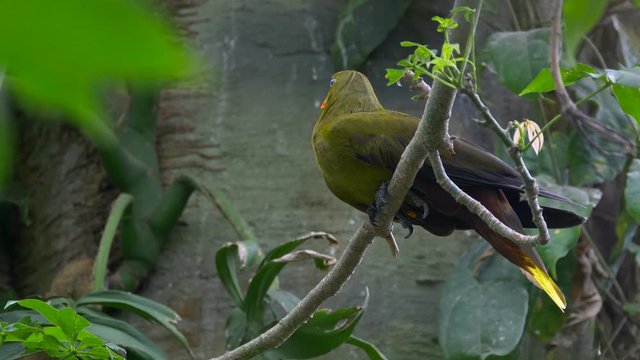 Green oropendola (Psarocolius viridis)