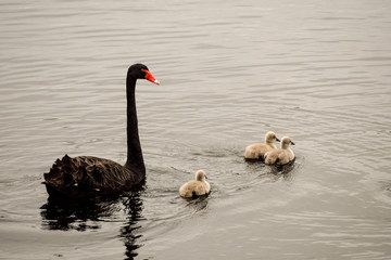 Black swan with little babies