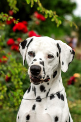 Dalmatian dog beautiful summer portrait in the park