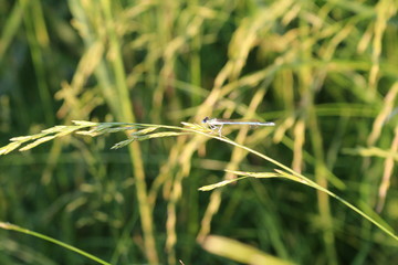 grass, green, nature, plant, field, rice, agriculture, summer, meadow, spring, water, lawn, macro, leaf, natural, closeup, dew, fresh, wheat, growth, morning, drop, grow, flower, garden