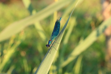 dragonfly, insect, nature, blue, damselfly, macro, green, wildlife, bug, animal, wings, fly, grass, summer, wing, closeup, dragon, insects, wild, leaf, close-up, beautiful, flying, plant, eyes