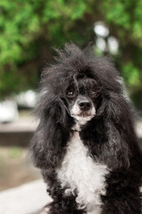 dog poodle beautiful summer portrait in the park