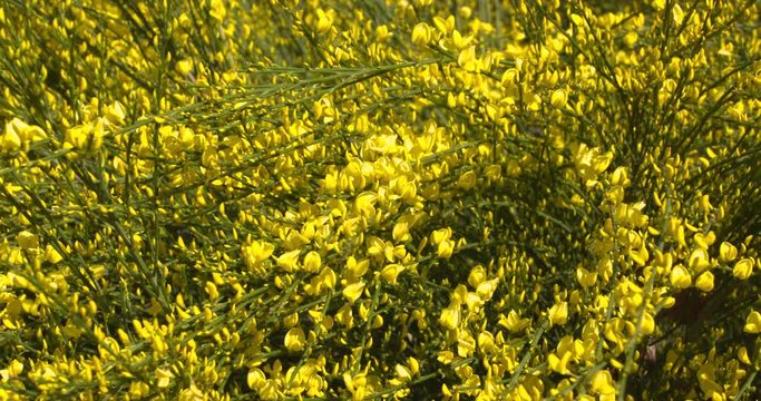 Cytisus scoparius, common broom blooming with bright yellow flowers