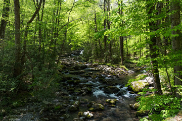 Porter's Creek, Great Smoky Mountains National Park