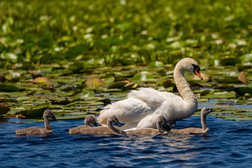 White Swan family and cygnets in Danube Delta