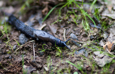 a large purple snail crawls among the grass to cover the rain from the ground in the forest.
