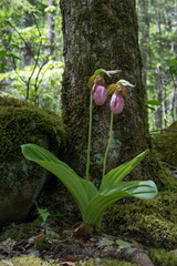 Pink Lady's Slipper wildflower close-up © Martina