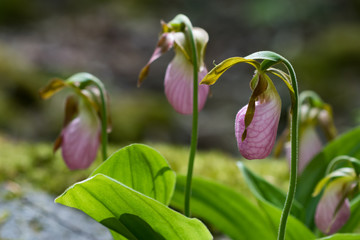 Pink Lady's Slipper wildflower close-up