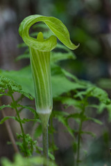  Jack-in-the-pulpit wildflower close-up