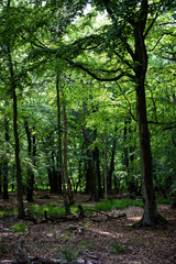Obraz premium Ostsee genießen auf dem Darß