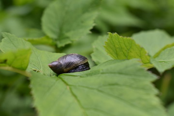 Black Snail