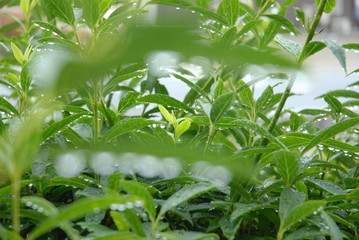 緑の背景と新芽　水　水滴　雫　梅雨　日本　雨上がり　ボケ