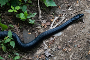 Black rat snake close-up