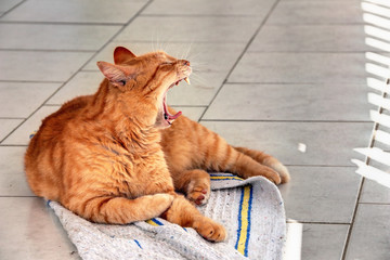 Chat roux