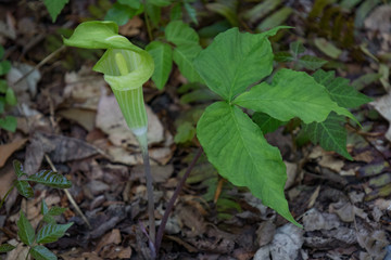  Jack-in-the-pulpit wildflower