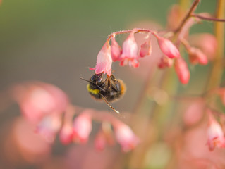 Hummel auf Blüte
