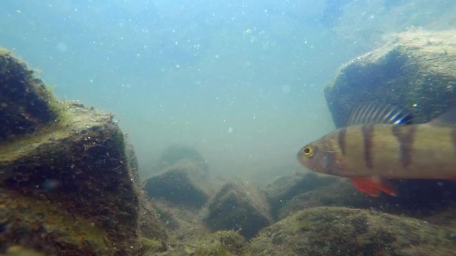 Common Perch (Perca Fluviatilis) Underwater