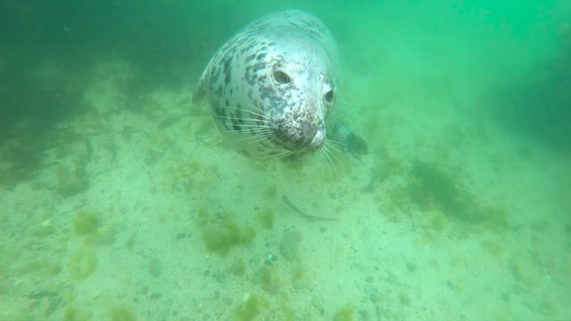 close up portrait of wild grey seal swimming underwater in the sea near Dalkey Island, Ireland