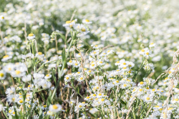 Field with daisies on a sunny day