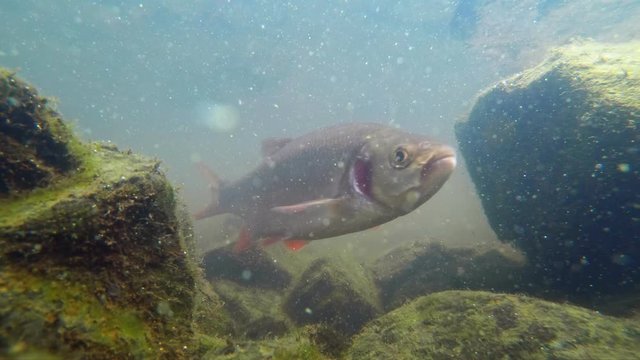 European chub (Squalius cephalus) underwater