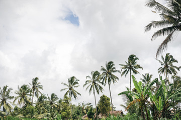 Scenic view of palm trees and cloudy sky in ubud, Bali, Indonesia
