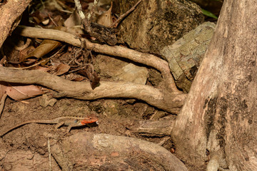 Rosebelly Lizard (Sceloporus variabilis)