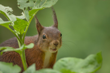 Eichhörnchen 1