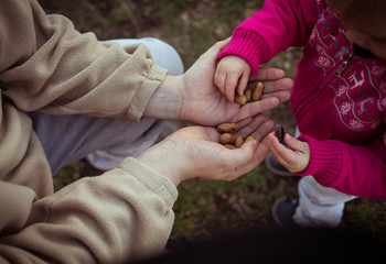Manos de una niña y un padre con bellotas
