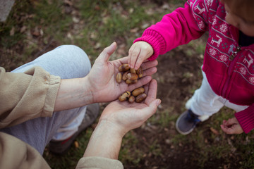Manos de niña y padre jugando con bellotas