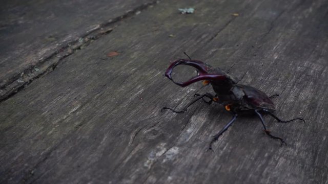 A beetle deer in the park on a wooden table. A beautiful beetle crawls along the table. 
