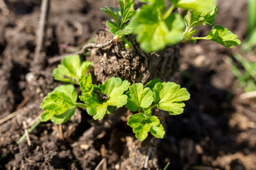 Small leaves on gooseberries in the garden in the spring