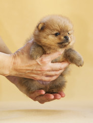 Little pomeranian puppy dog in the hands