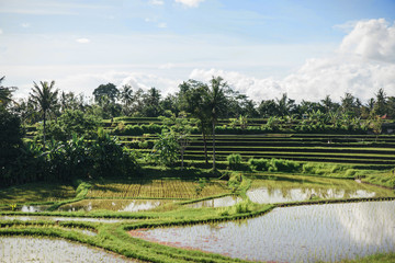 Fototapeta na wymiar scenic view of rice fields and cloudy sky background, ubud, bali, indonesia