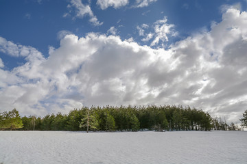 Green pine tree with snow in foreground and cloudy sky background